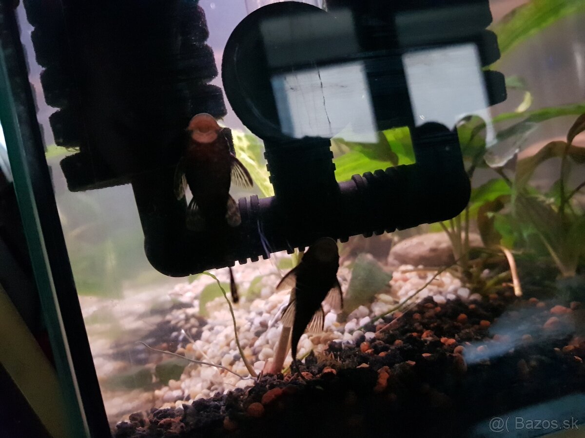 zabehnuté 54 litrové akvárium - 18