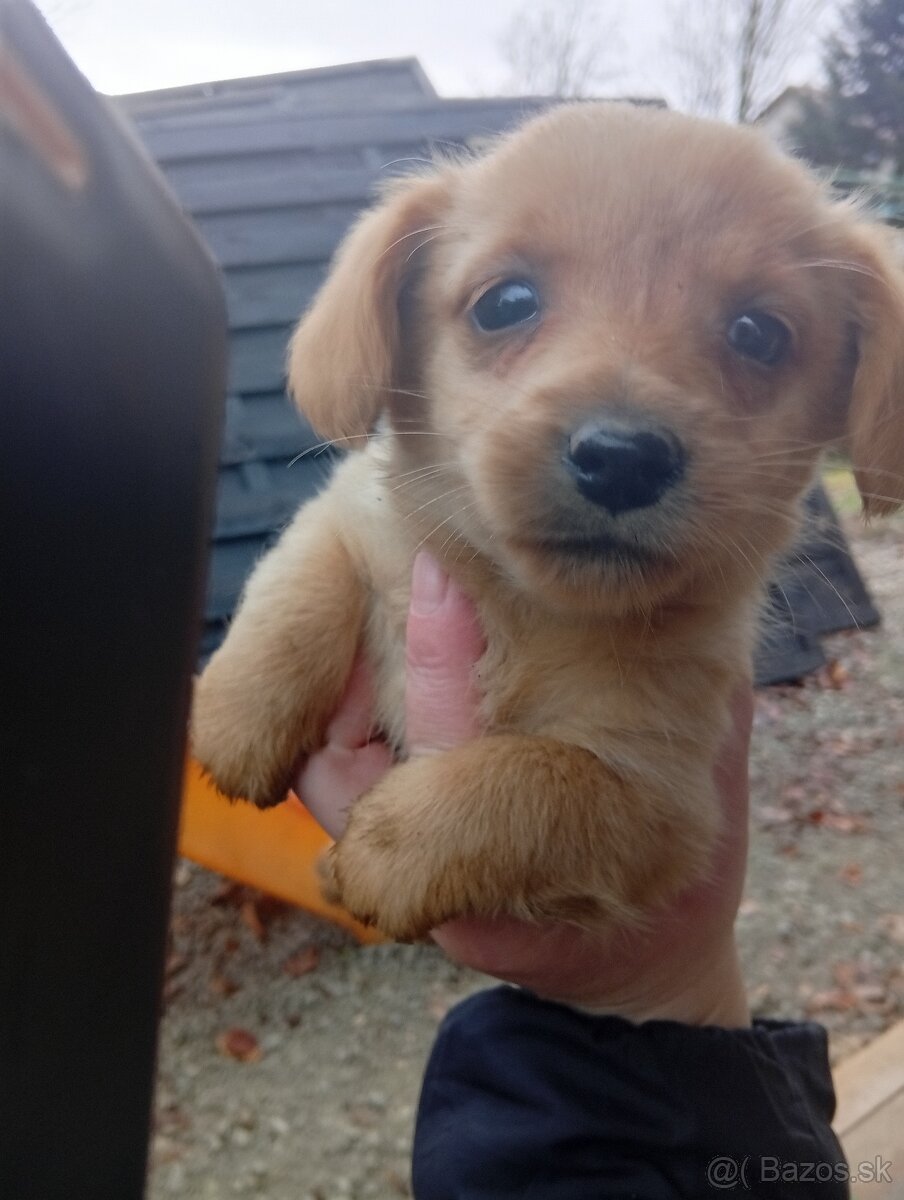Predám 8-týždnové šteniatka 1 za 20€ - 18