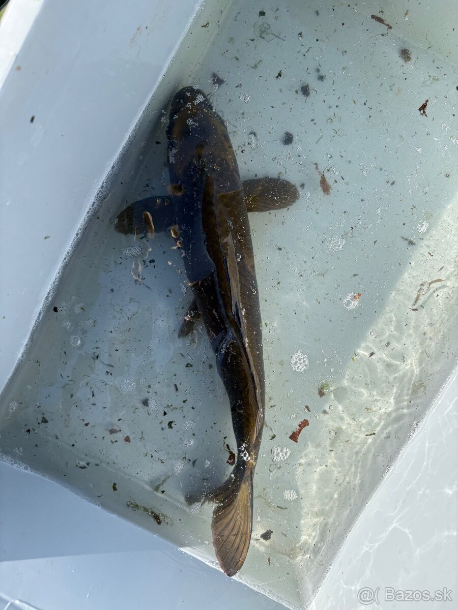 Japonské Koi kapre - 18