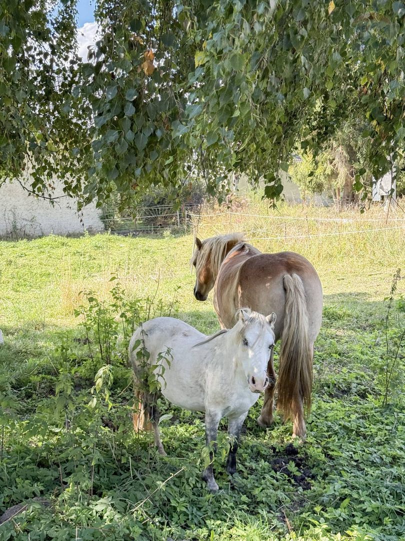 Rodinný dom/ rekreačná chalupa v srdci Horehronia - 18