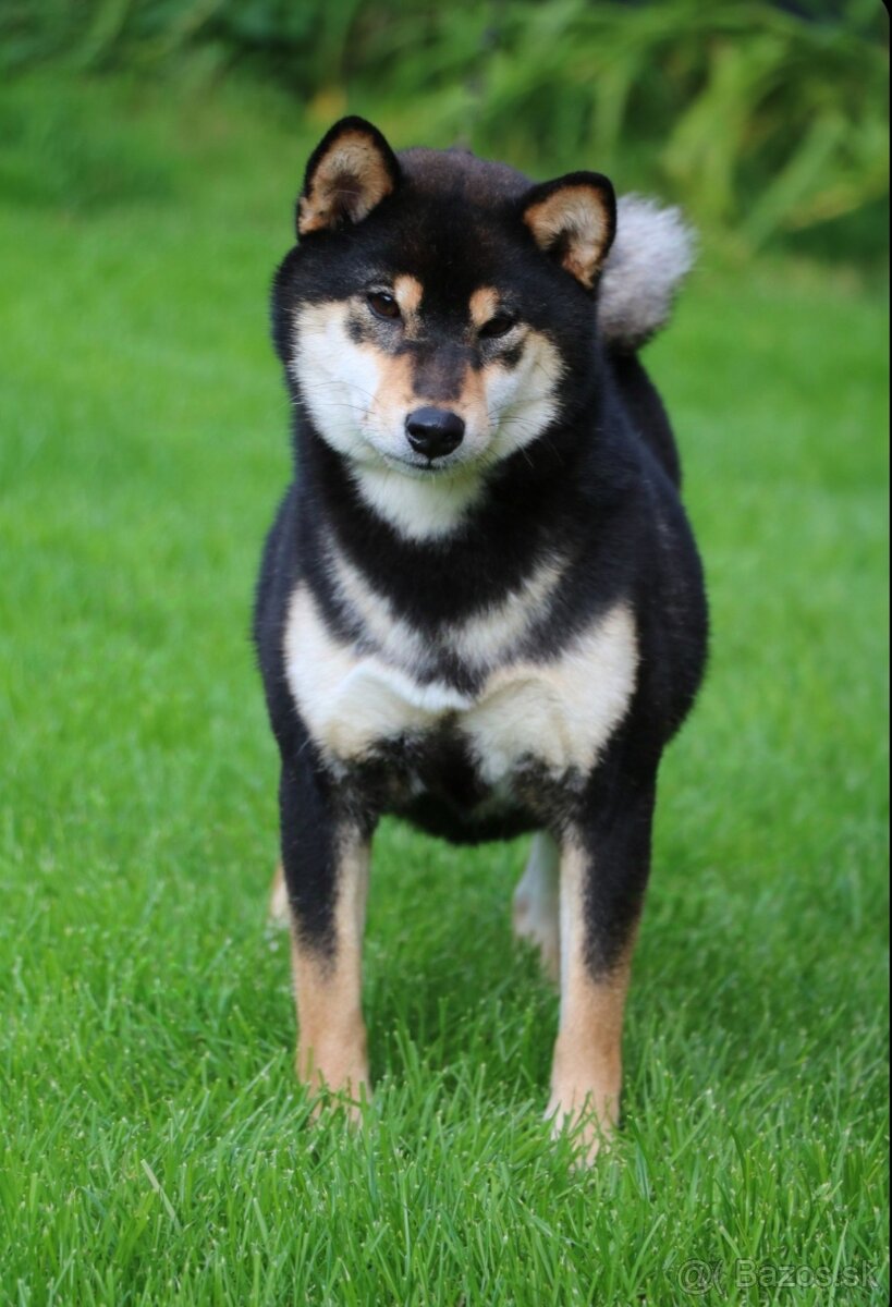 Shiba inu - 18