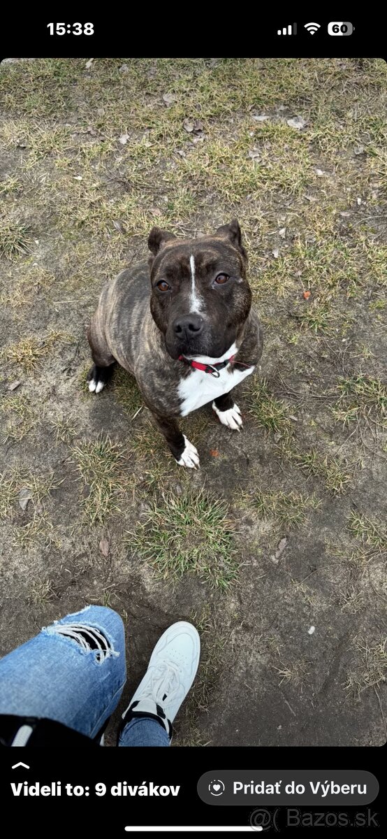 Americký stafordsirsky terier, Stafford, amstaf - 18