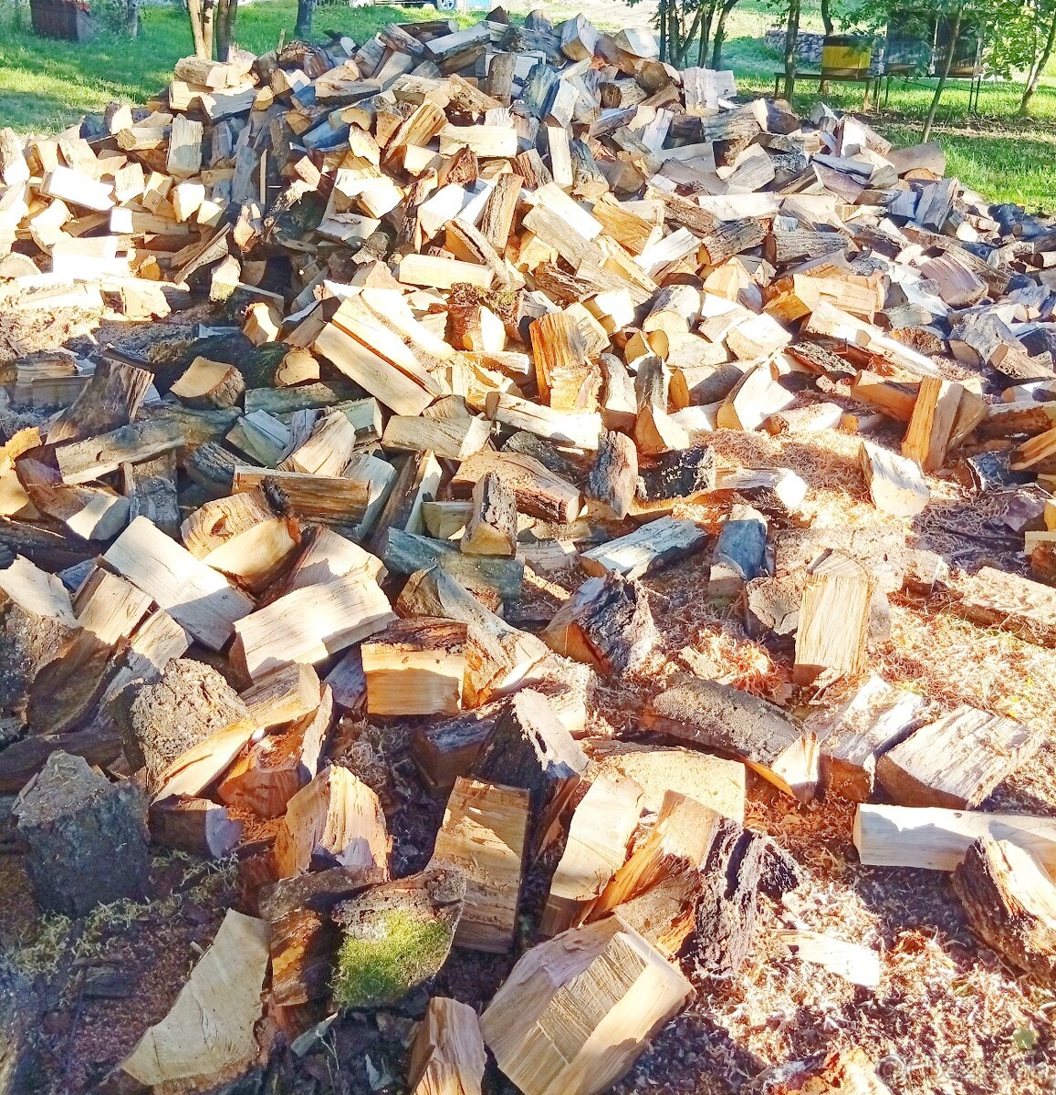 Agát, Agátové ploty - 18