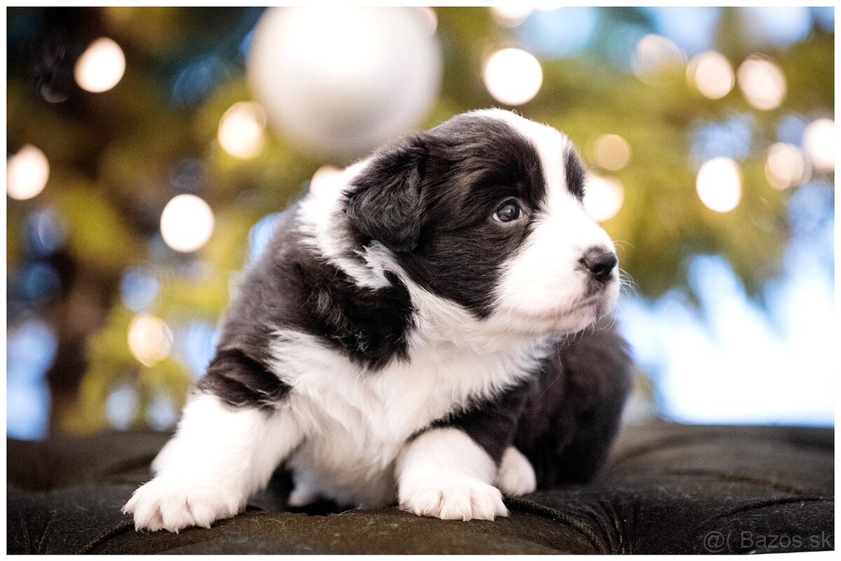 Border Collie Border Kolia s PP FCI - 18