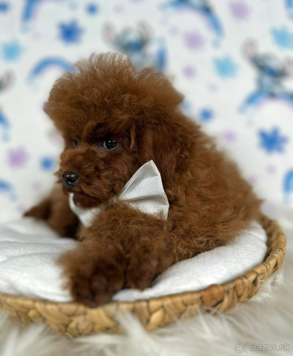 Pudel toy/Pudlík toy - red brown psíček - 18