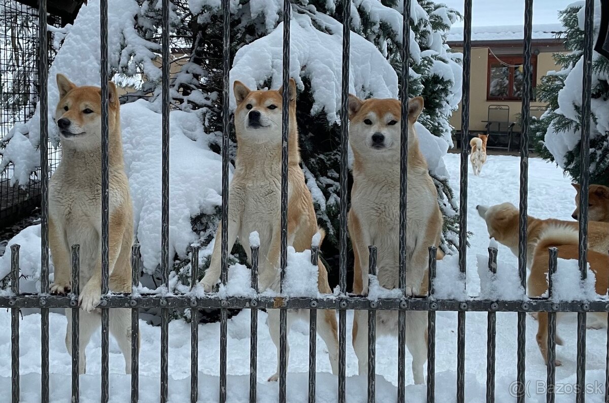 Shiba inu s PP /FCI / - 18