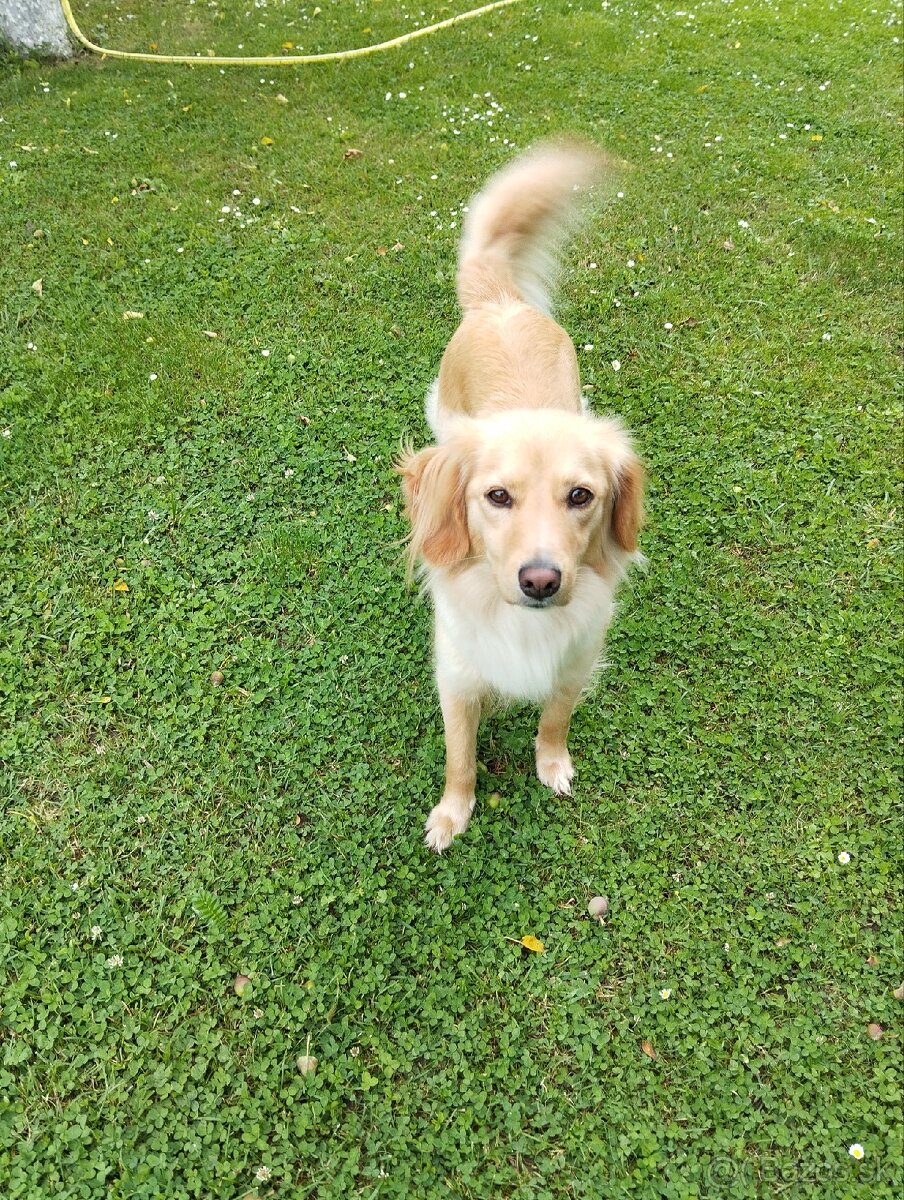 Ponúkam šteniatka - 18