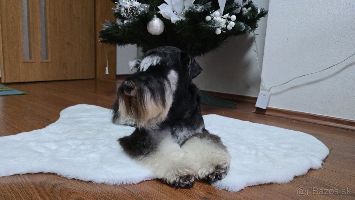 Malý čiernostrieborný bradáč - 18