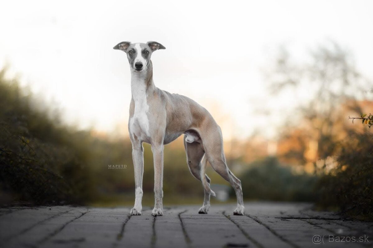 Vipet, Whippet s PP - 18