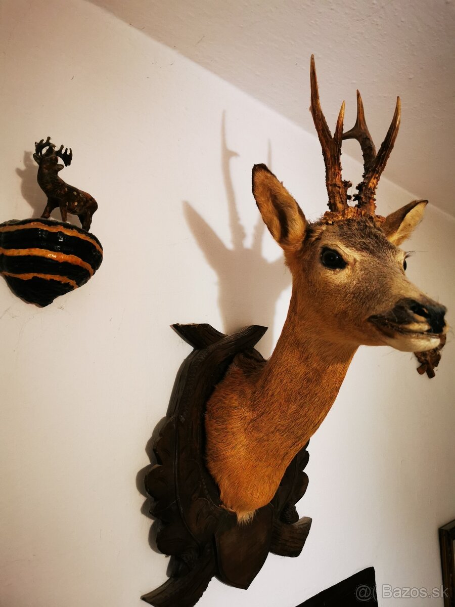 Srnec a iné trofeje - 18