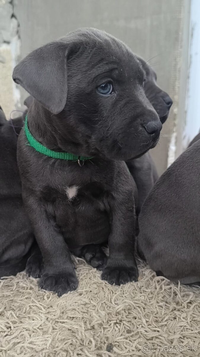 Amstaff šteniatka -verný modrý priatelia - 18