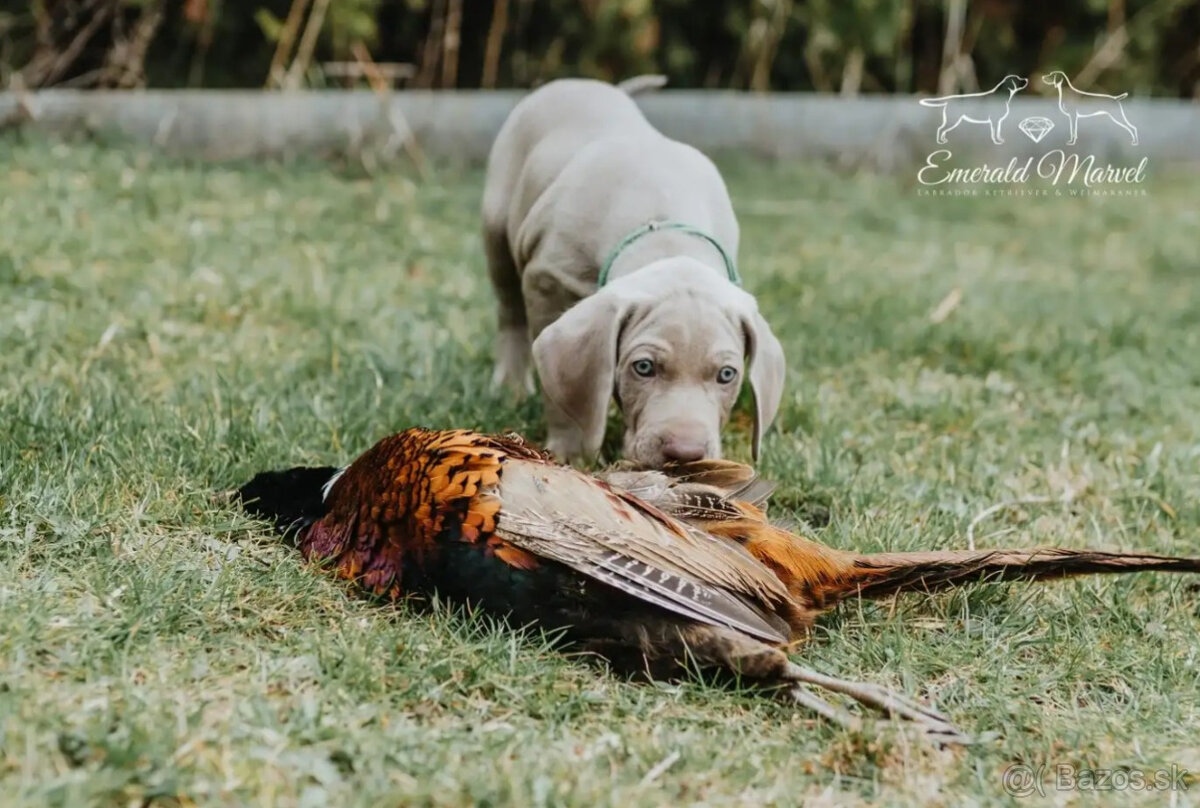 Weimarský krátkosrstý stavač - štěniatka s PP - 18