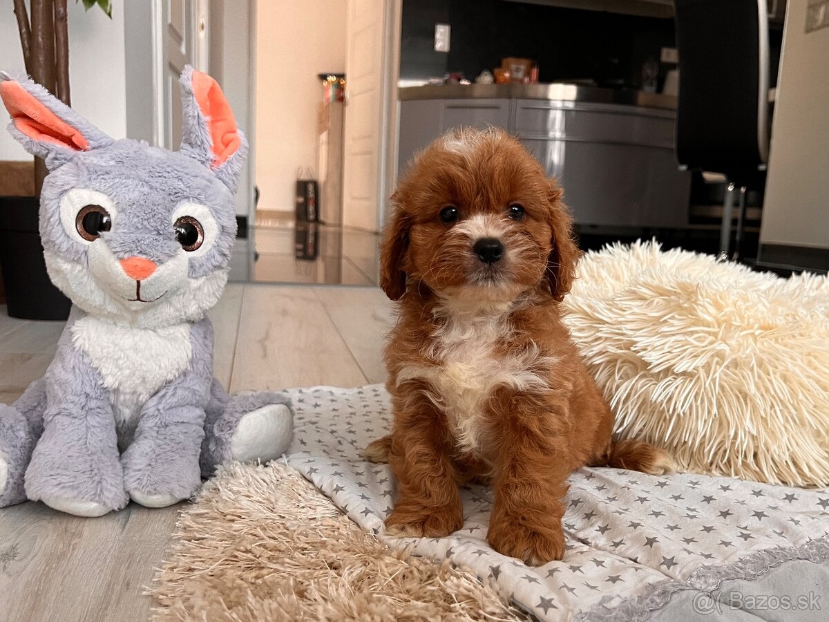 Roztomilé šteniatka Cavapoo - 18