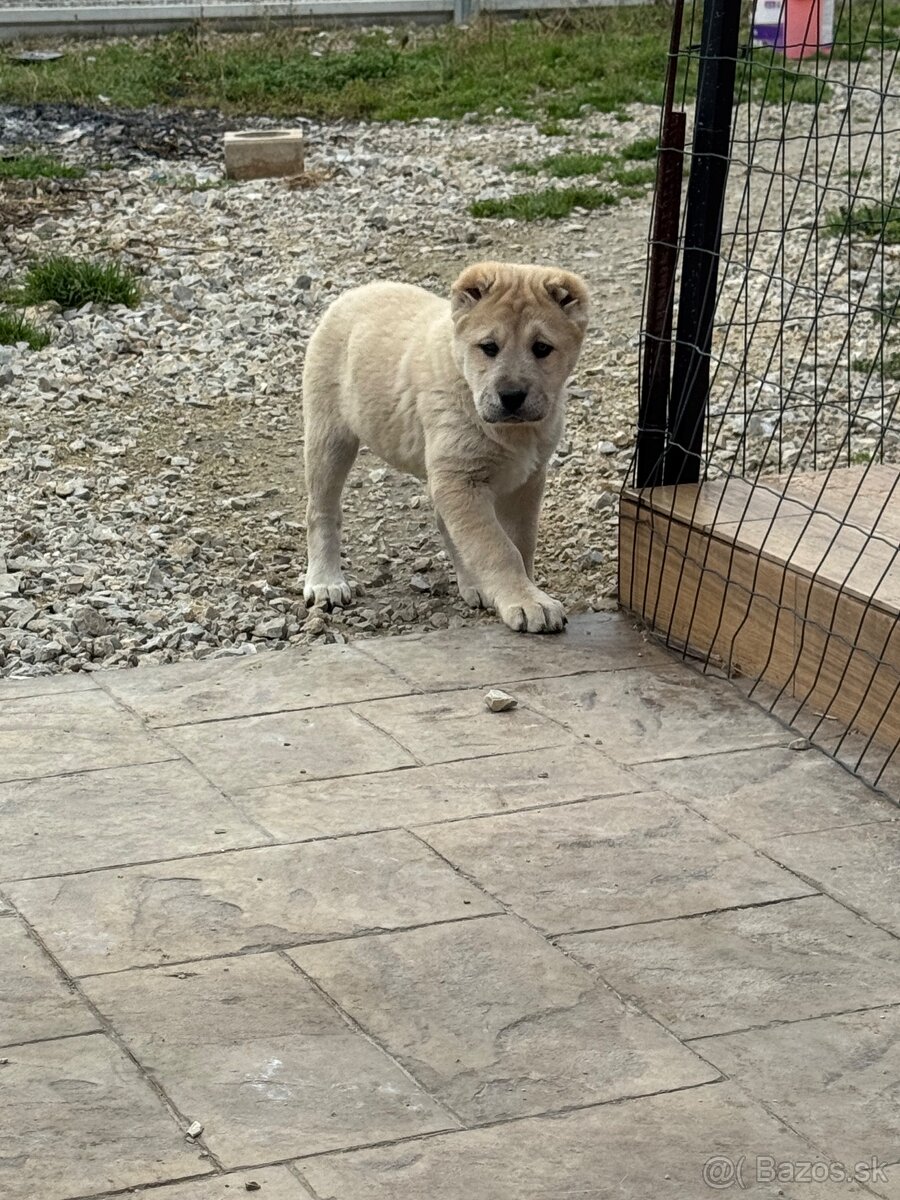 Stredoázijský ovčiak SAO - 18