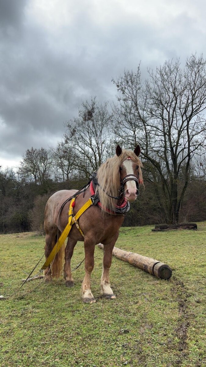 Pripúšťanie plemennými žrebcami - 18