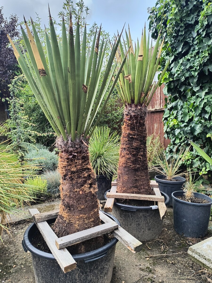 Sabal brazoriensis mrazuvzdornu palmu -16 - 18