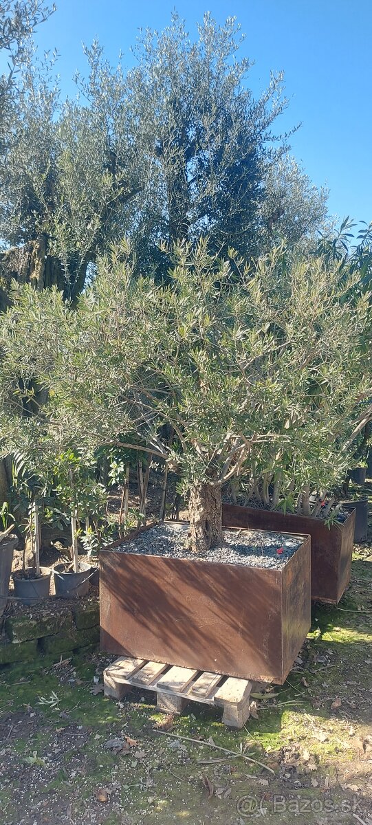 Palmy, cykasy,olivovníky - 18