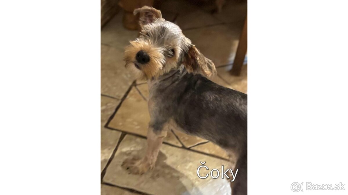 Baricsfarma ponúka na predaj yorkshirských teriérov - 18