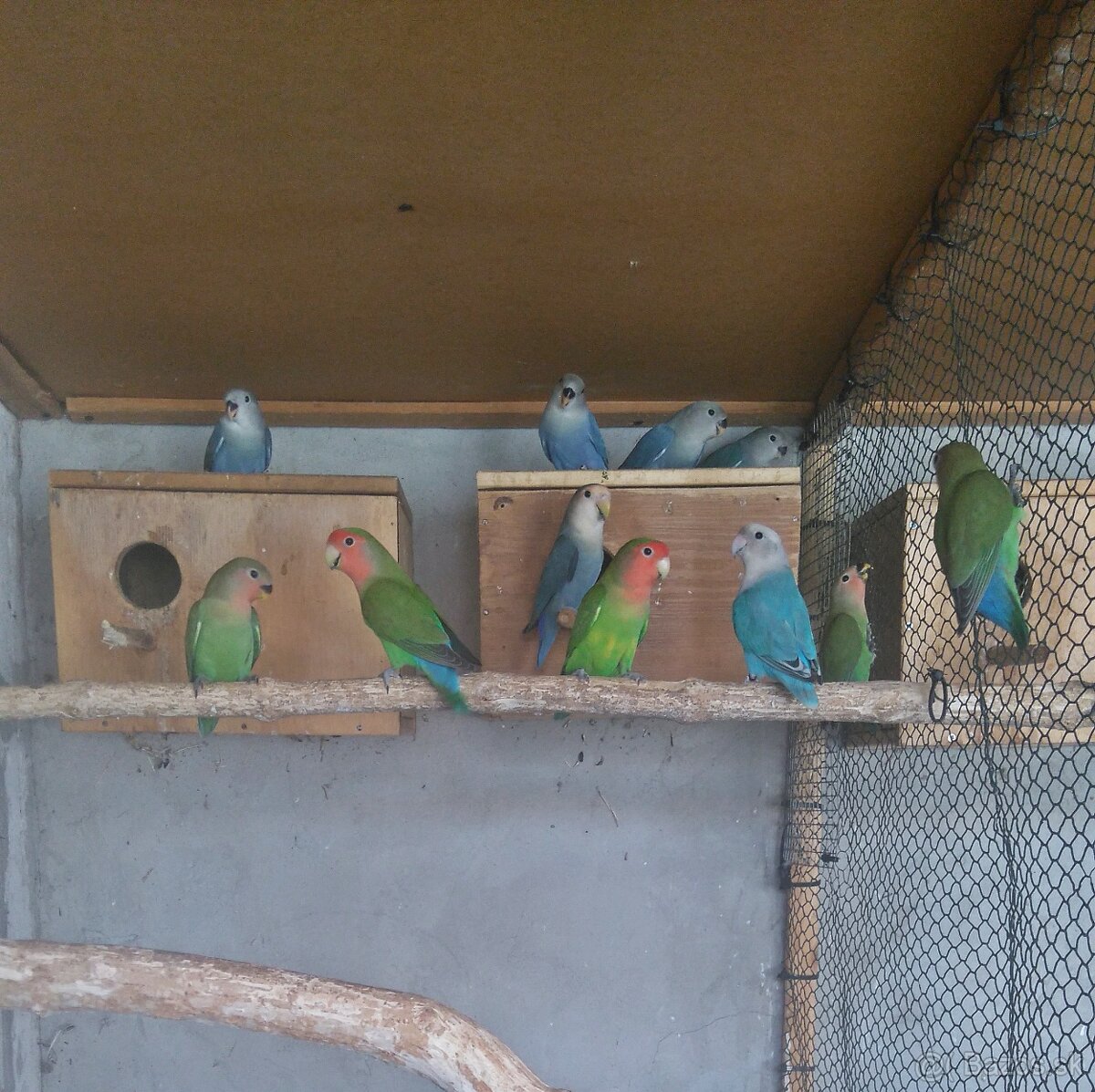 Agapornis Ruzovohrdly - mladé 2025 - 18