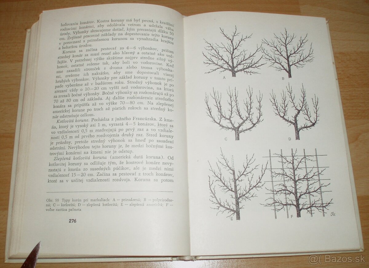 Rez a tvarovanie ovocných drevín - 18