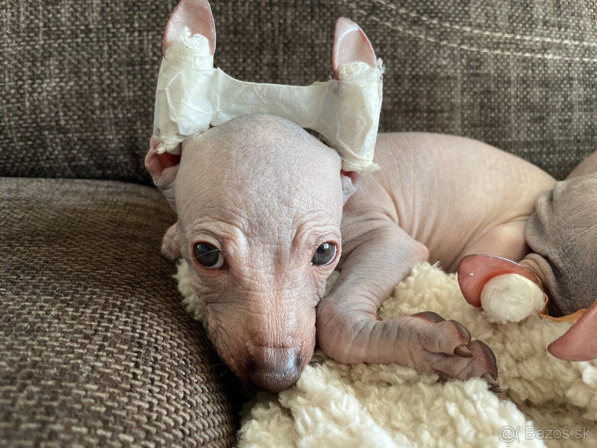 Peruánsky naháč malý - 18