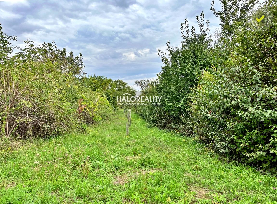 HALO reality - Predaj, viničný dom Mýtne Ludany - EXKLUZÍVNE - 18