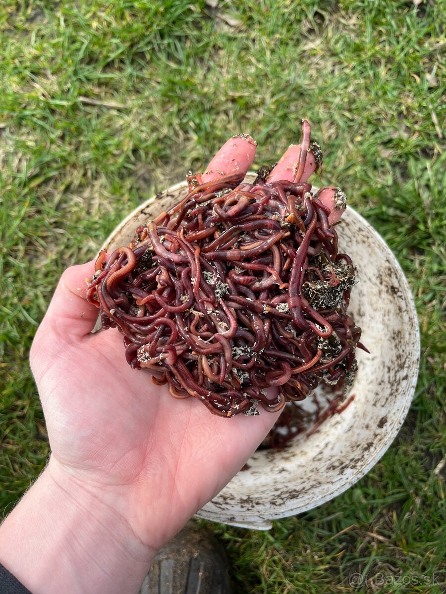 Kalifornské a Hnojné Dážďovky - 18