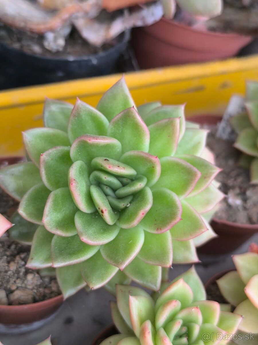 Kaktusy a sukulenty - 18