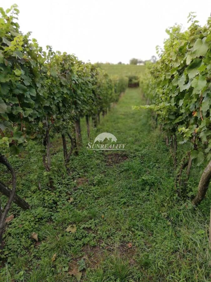 ZNÍŽENÁ CENA LEN U NÁS Predám - Viničný dom s vinohrad - 18