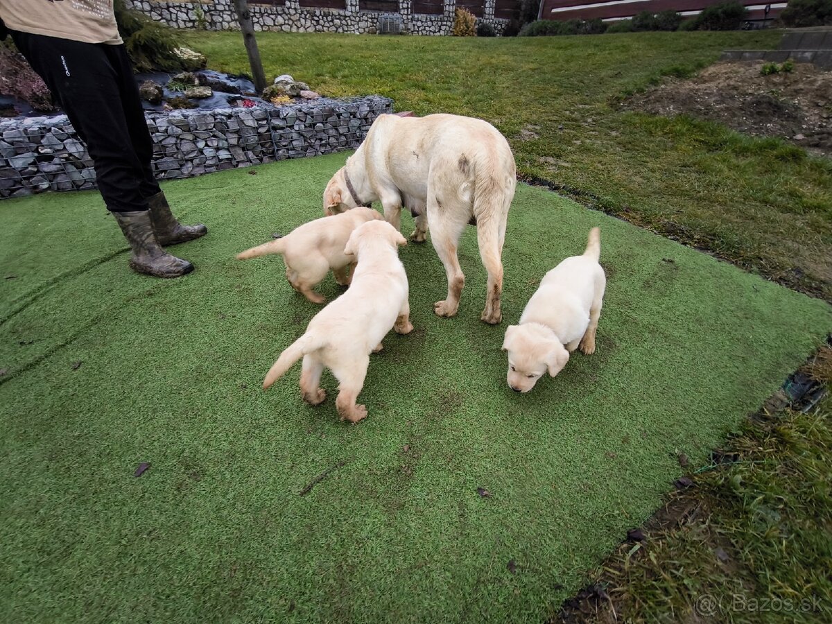 Labradorsky retriver - 18
