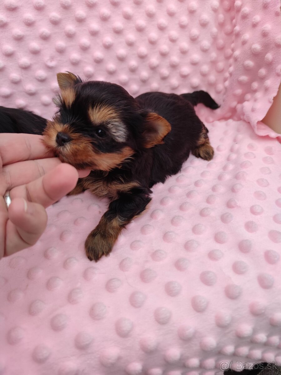 Yorkshire terrier - 18