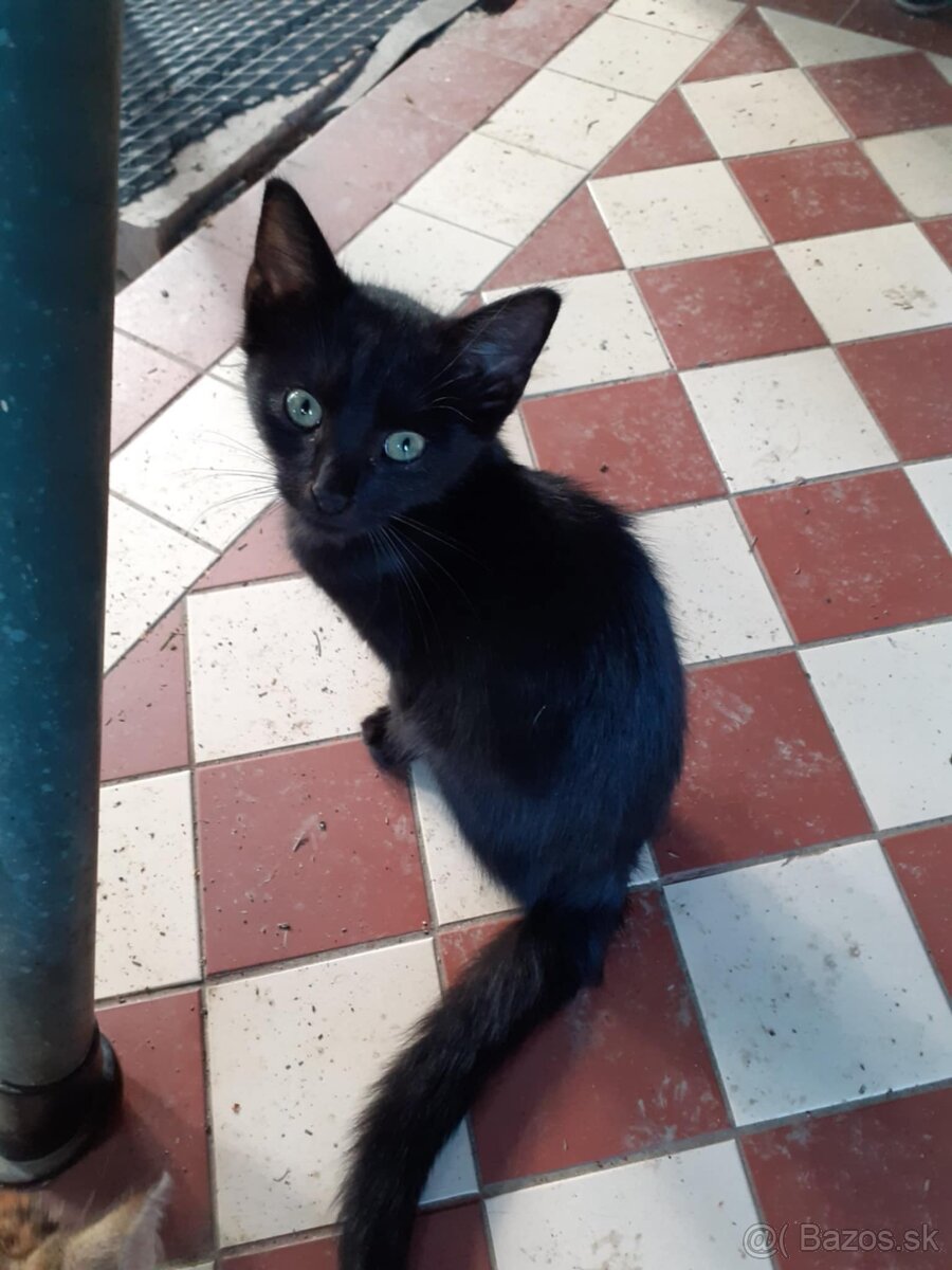 Darujem mačičky - 18