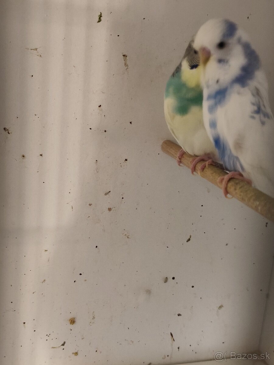 Výstavné andulky celý chov - 18