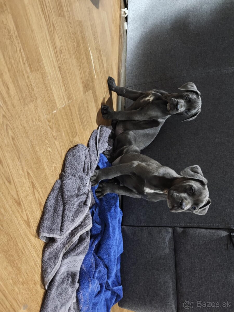 Cane corso modré šteniatka - 18