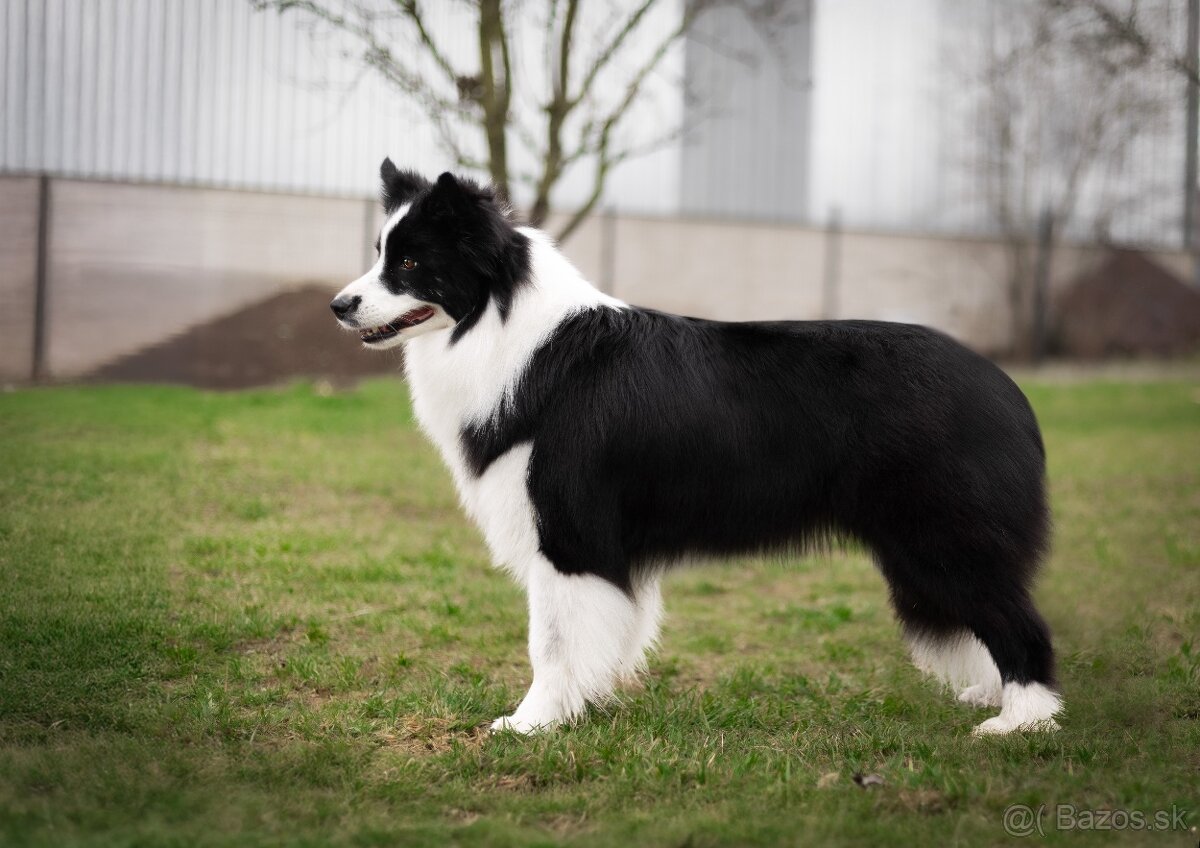 Border Kólia s PP - plánovaný vrh - šteniatka - 18