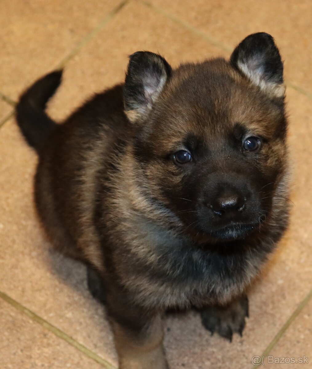 Německý ovčák s PP - 18