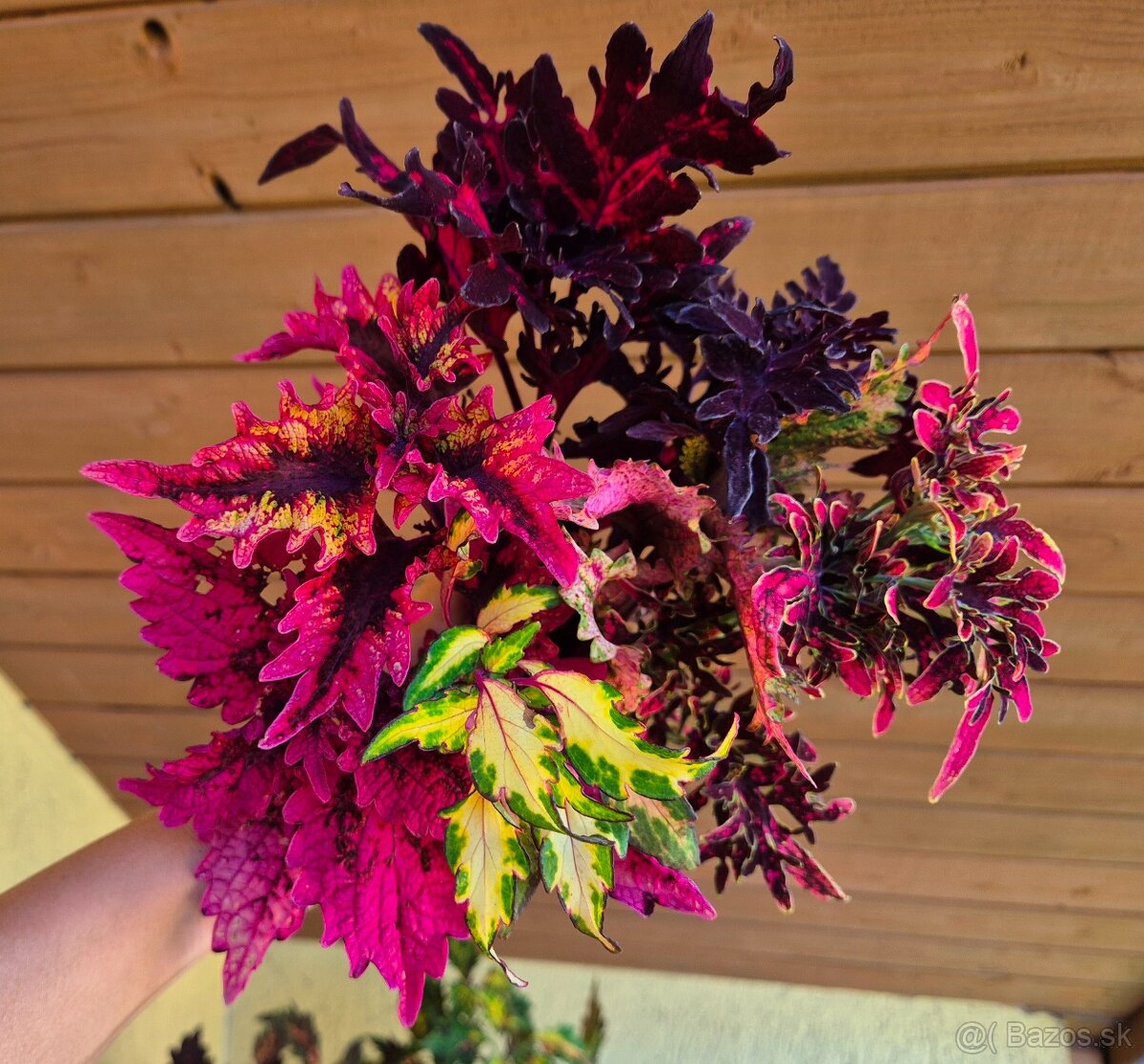 Koleus - africká žihľava (Coleus), semena, řízky - 18