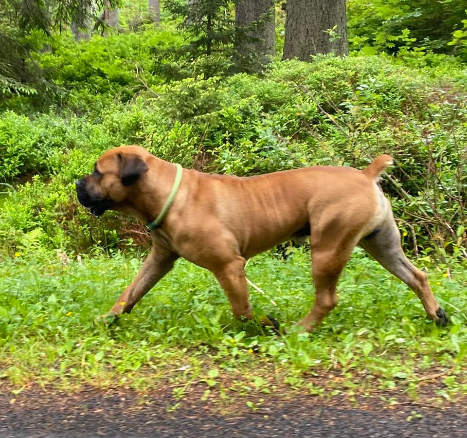 Boerboel štěňata FCI PP - 18