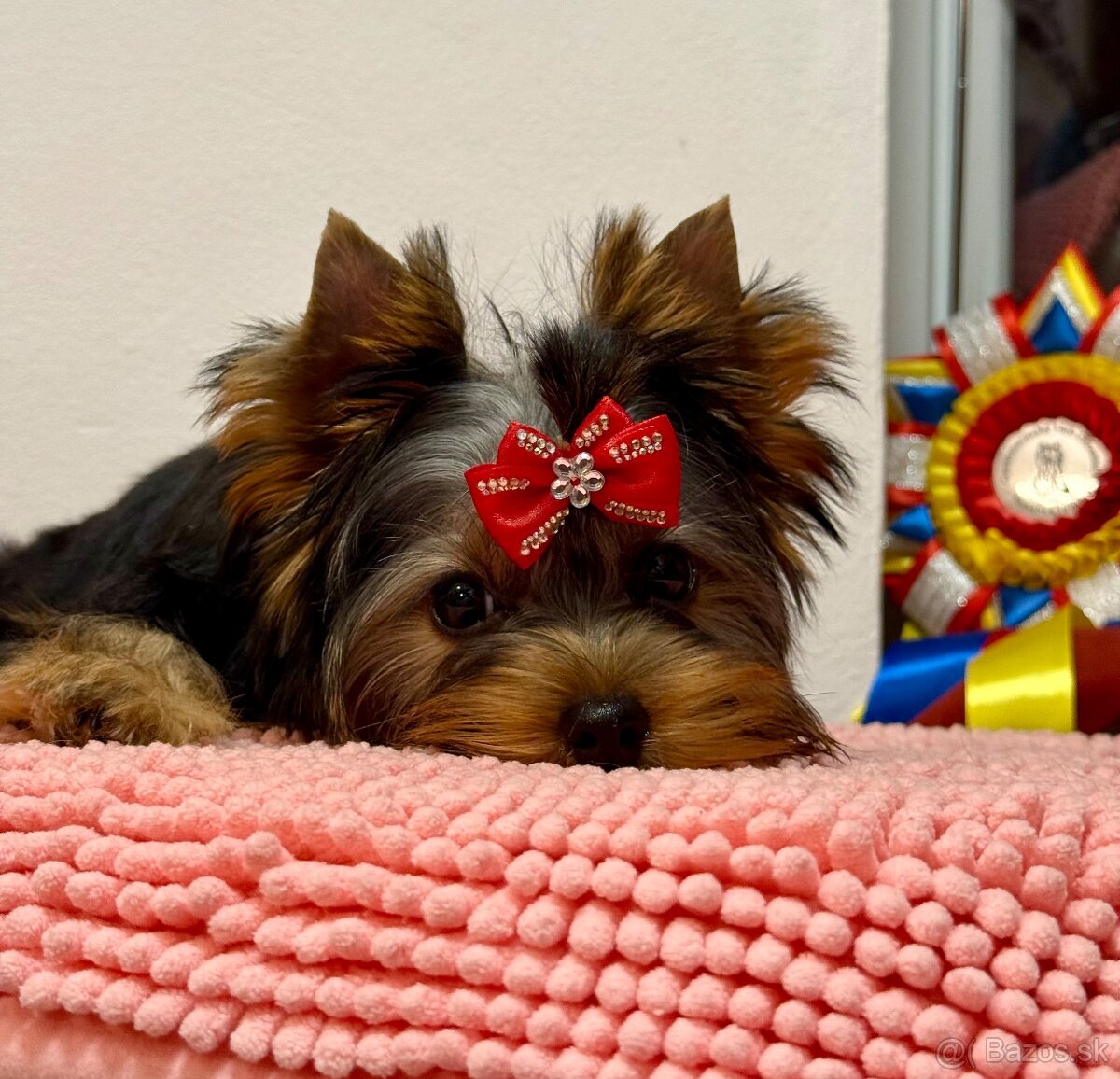 Yorkshire Terrier, Mini Yorkshire, yorki, jorksir - 18