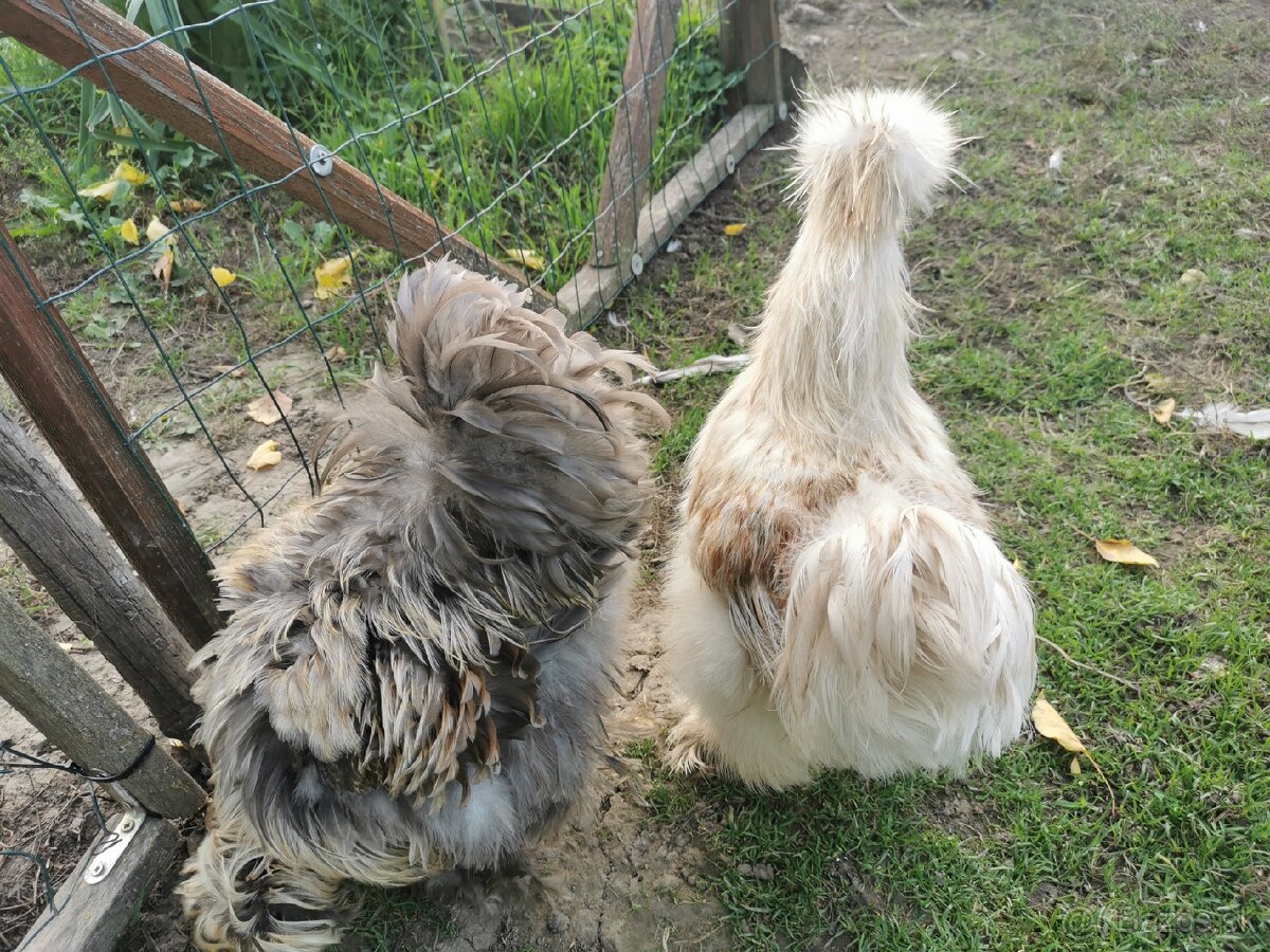 Nasadové vajíčka hodvábnicka - 18