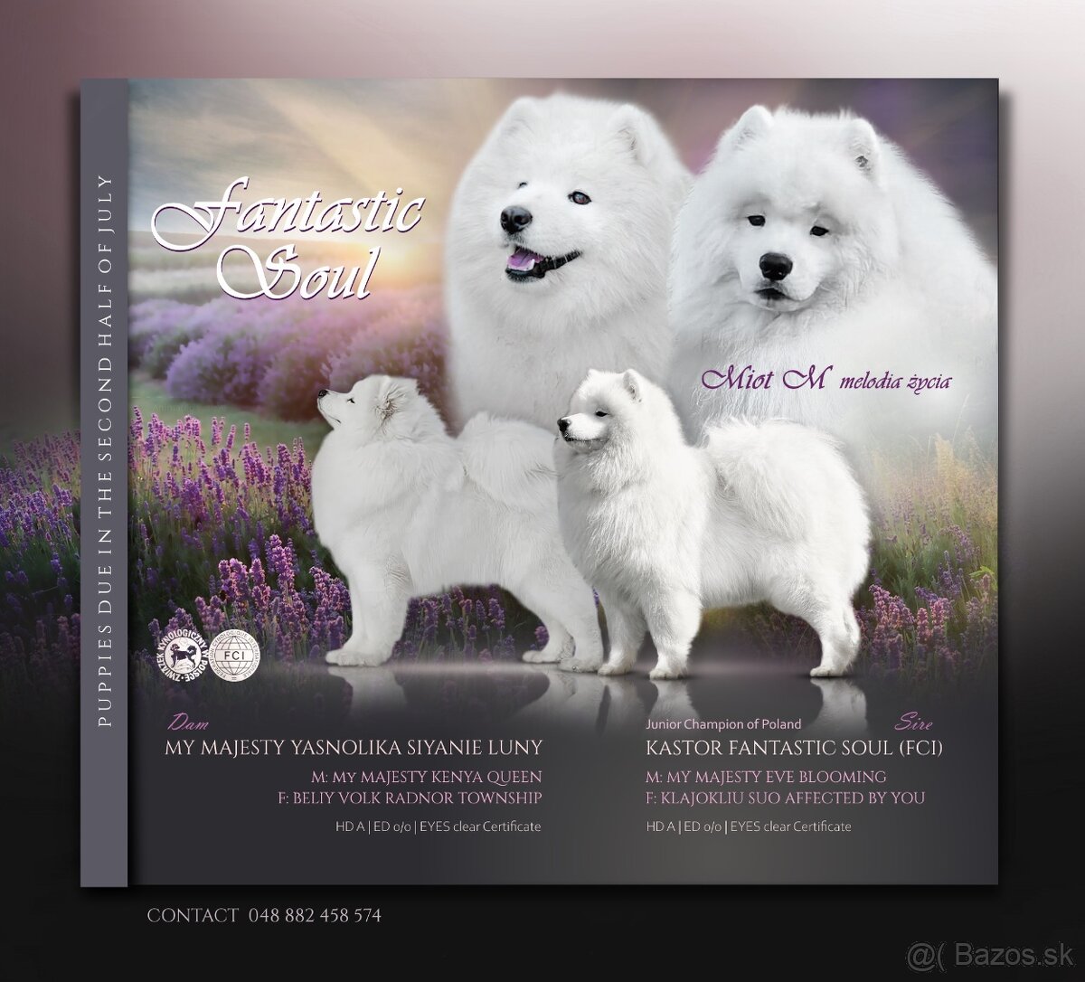 Samojed - 18
