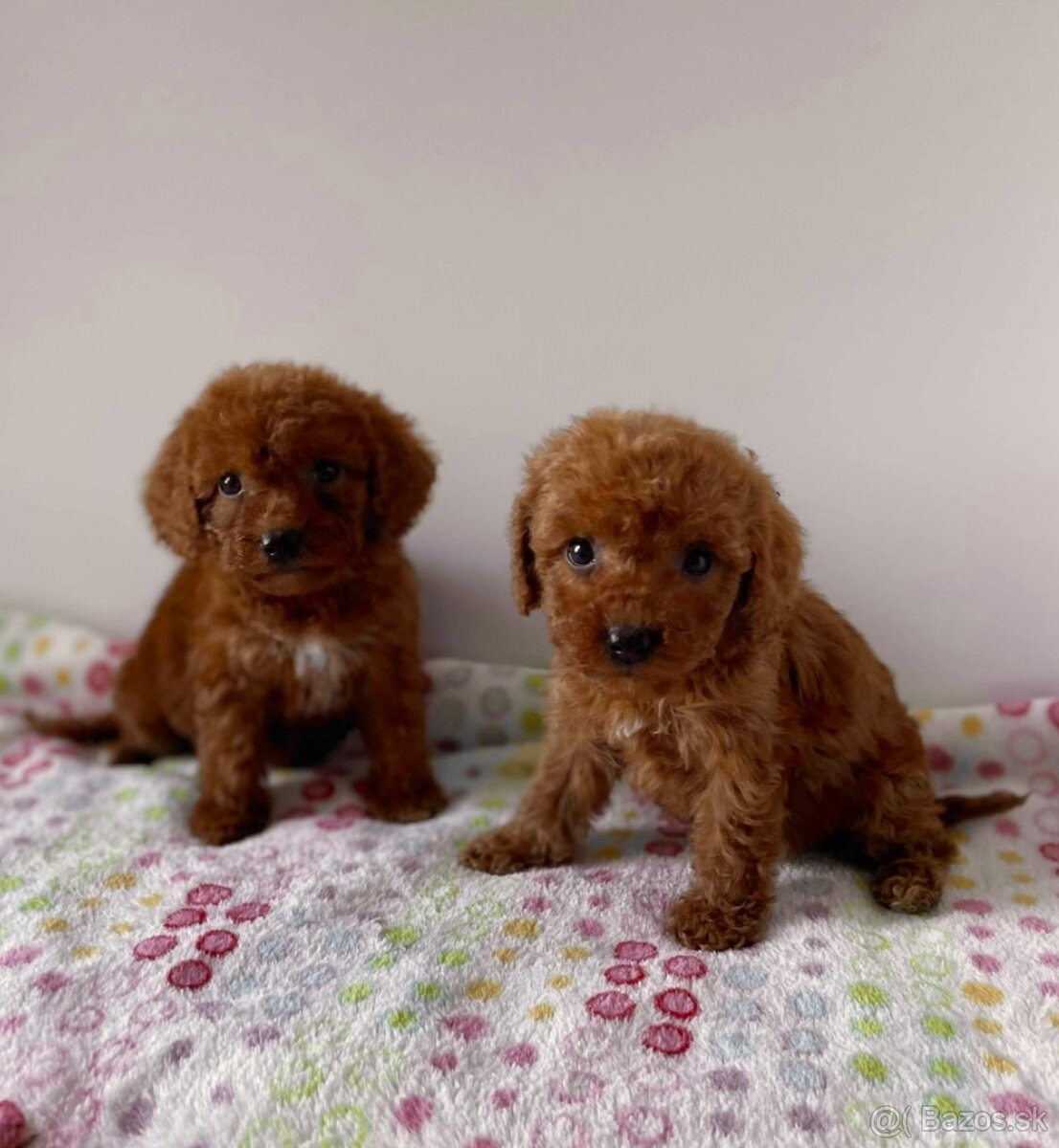 Dark Red Poodle girls pudel pudlik pudl - 18