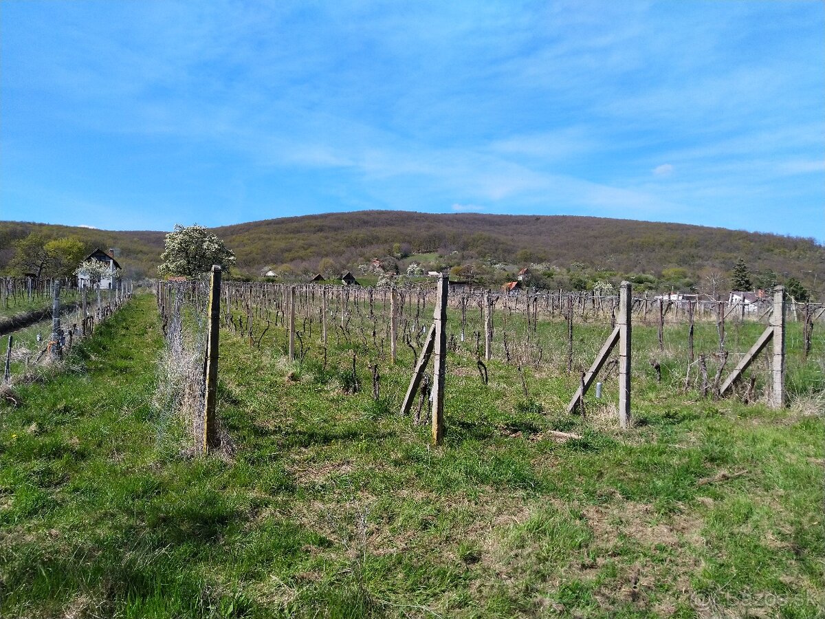 Pozemok - Vinice Čajkov - Sádovské - 18