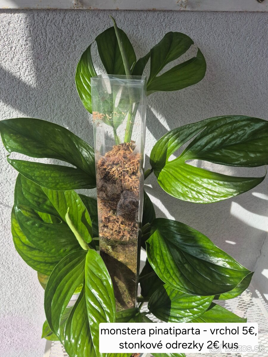 Predám izbové rastliny - 18