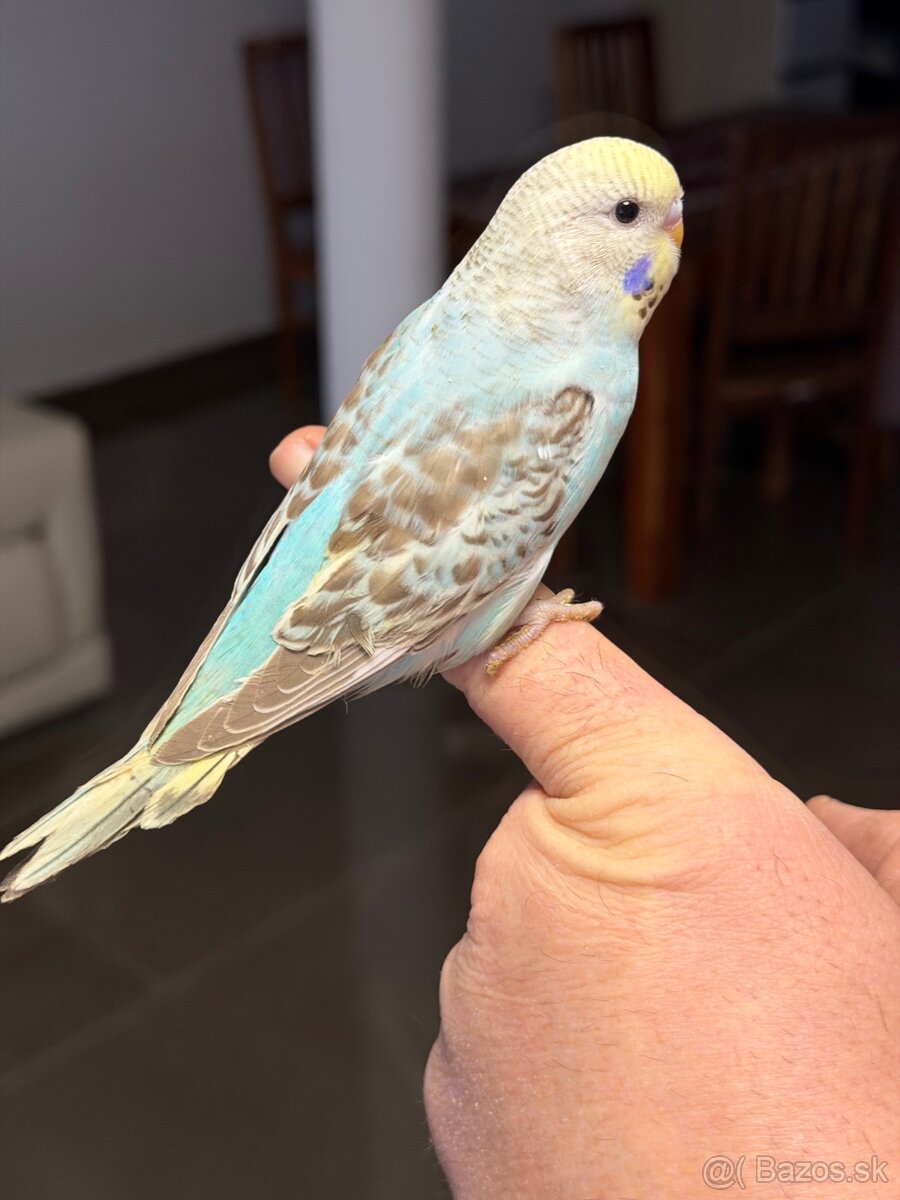 Andulky mlada Maznačik - 18