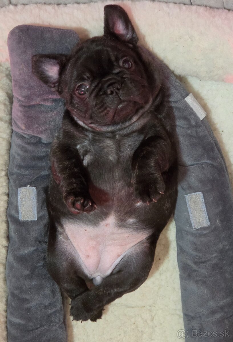 Francúzsky buldoček - 18