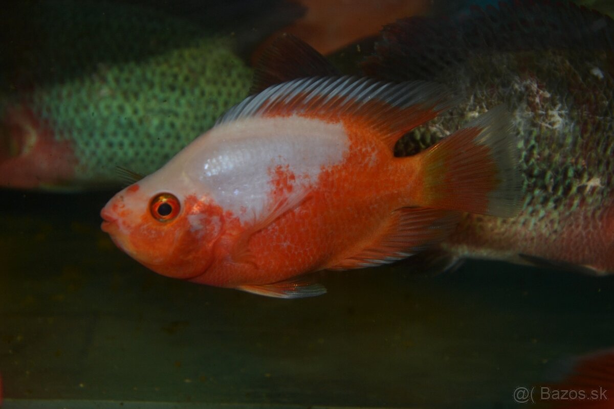 Americké cichlidy dovoz 9.11 RK-BB - 18