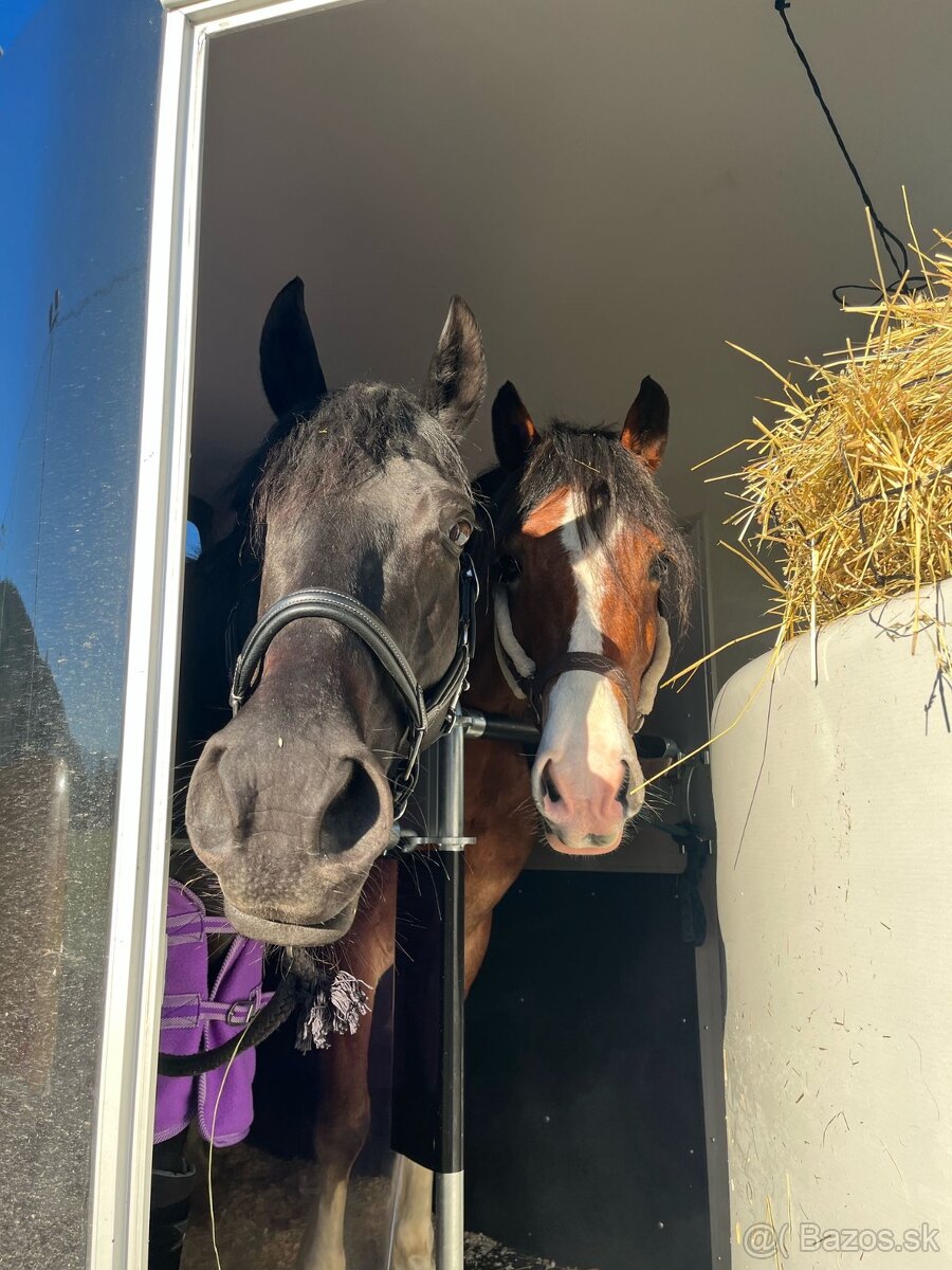 Preprava koní - K2HORSESTAXI.sk - 18