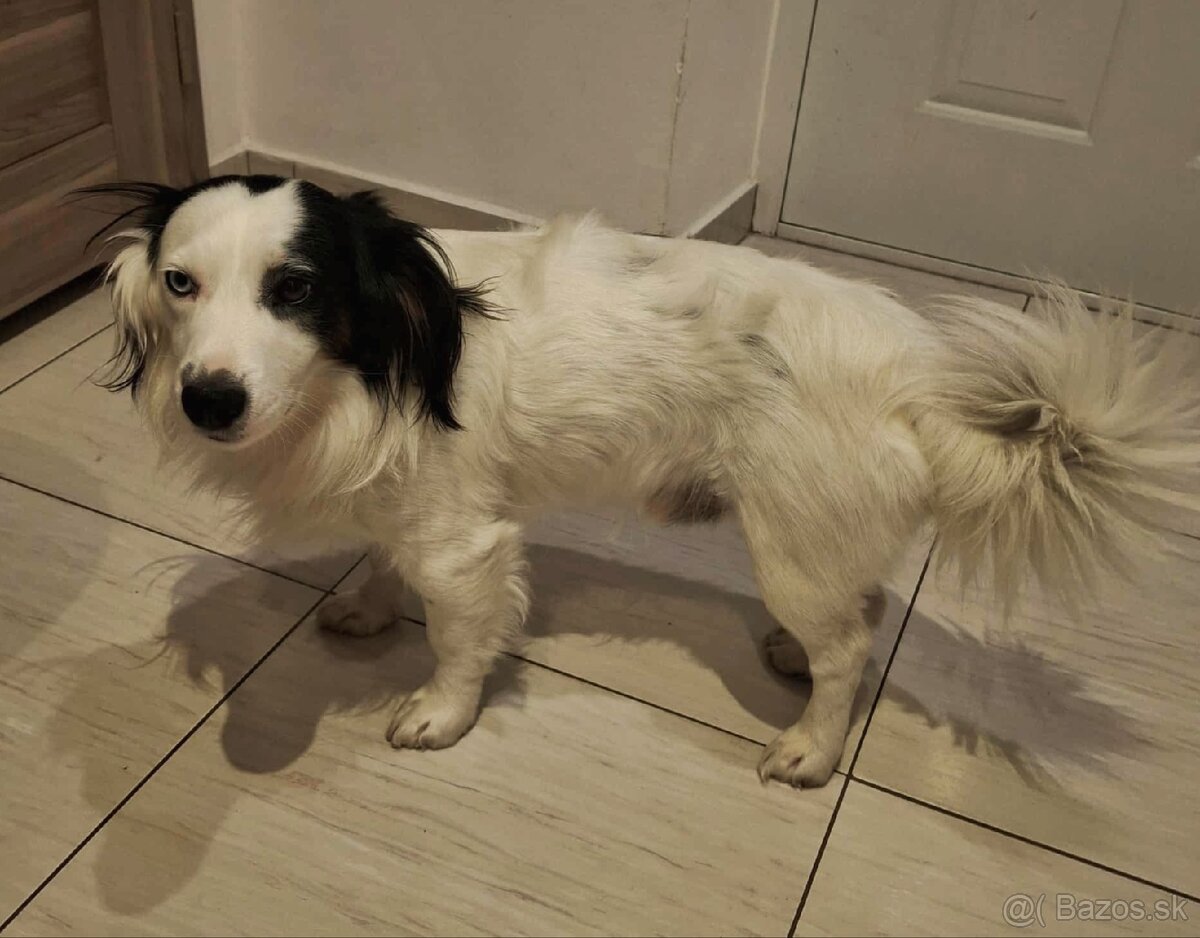 Šteniatka Border Kólia - 18