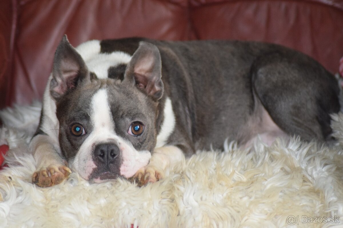 bostonský teriér s PP - modrý pejsek+ modrá holčička - 18